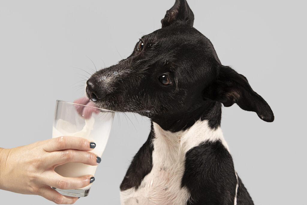 Köpeğim Neden Sürekli Su İçiyor?