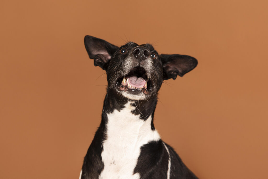 Köpeğim Neden Sürekli Kaşınıyor?