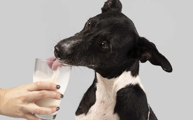  Köpeğim Neden Sürekli Su İçiyor?