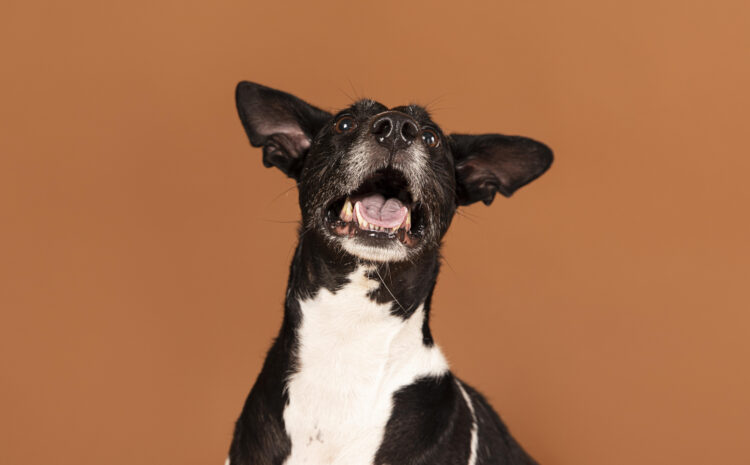  Köpeğim Neden Sürekli Kaşınıyor?